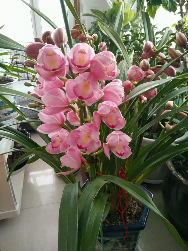大花蕙兰不能放这养，越长颜色越多淡，还会掉花苞
