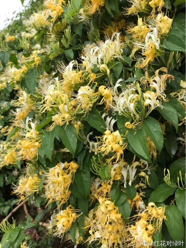 春天一到，铁线莲开始窜新芽，教你一招，阳台成花园