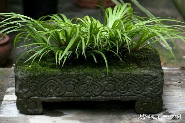 如何制作虎须菖蒲盆景（文人草）