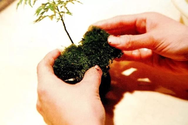 苔藓新玩法，无需花盆，制作完成后摆放在器皿上观赏