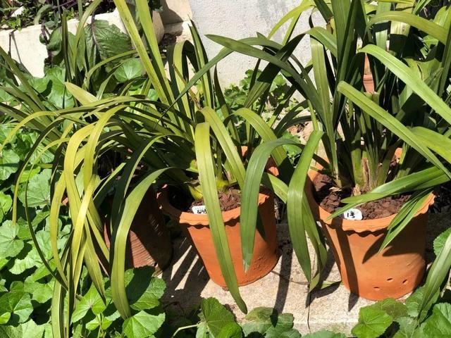 大花蕙兰不能放这养，越长颜色越多淡，还会掉花苞