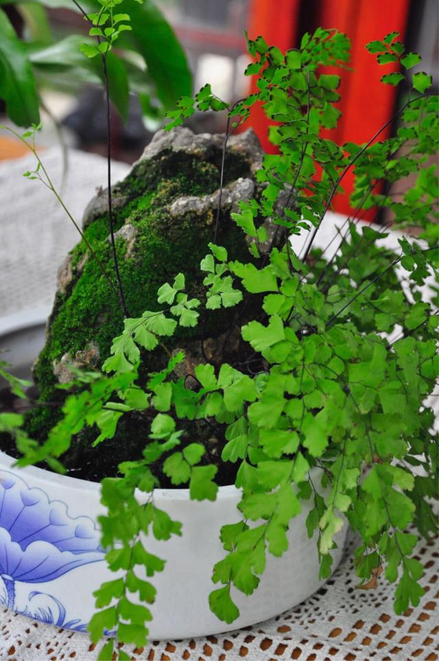 不用花钱就可以培植出各种形状的青苔盆景