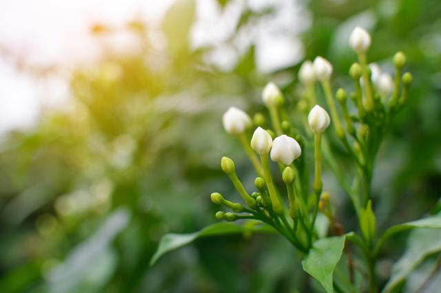 一盆美丽的栀子花盆栽原来是这样养出来的，你知道多少？