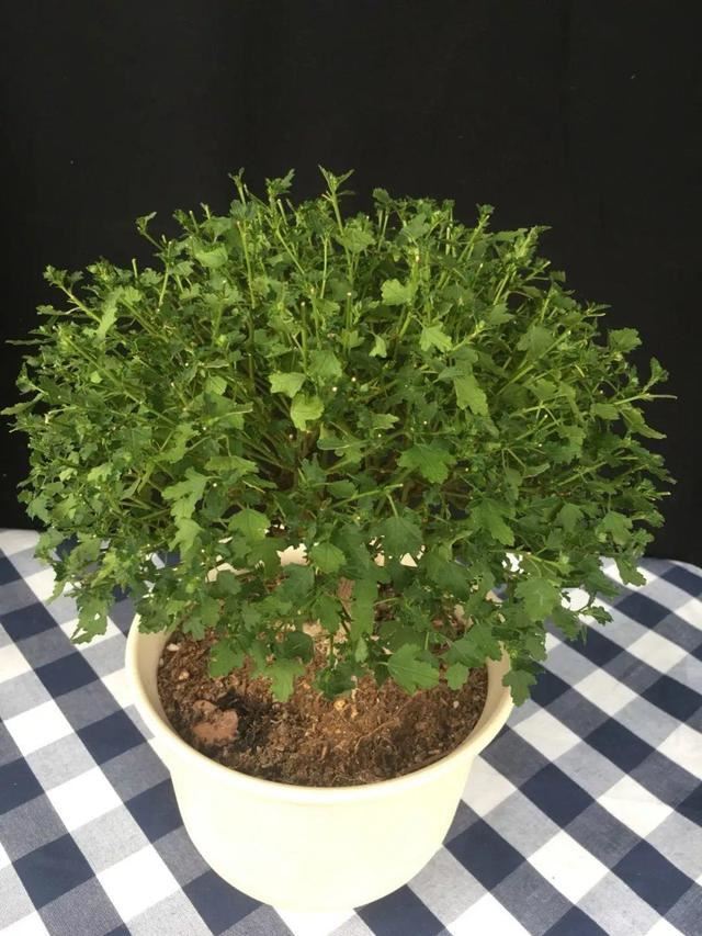 喜欢养花？记得选3个品种，剪一茬开一茬，枝头都是花苞