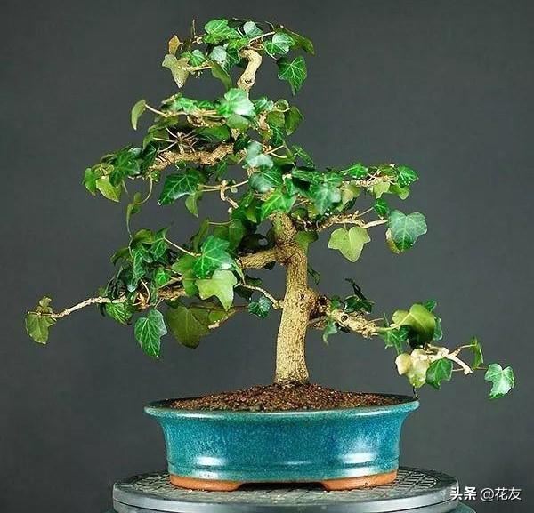 常青藤盆景老桩栽培管理，藤本愈老愈多张力