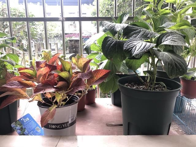 养盆绣球花，夏天赏花、冬天观叶，做好5点，满盆都是大花苞