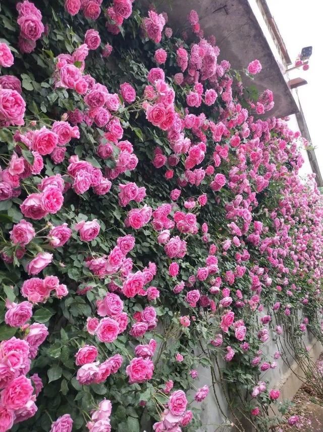春天一到，铁线莲开始窜新芽，教你一招，阳台成花园