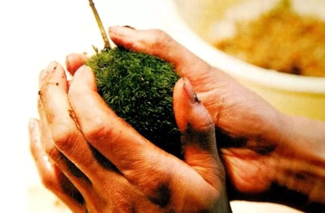 苔藓新玩法，无需花盆，制作完成后摆放在器皿上观赏