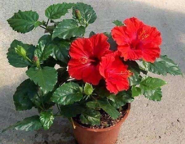 养扶桑花，记住1个“种植技巧”，花朵又大又美，冬天也能开花