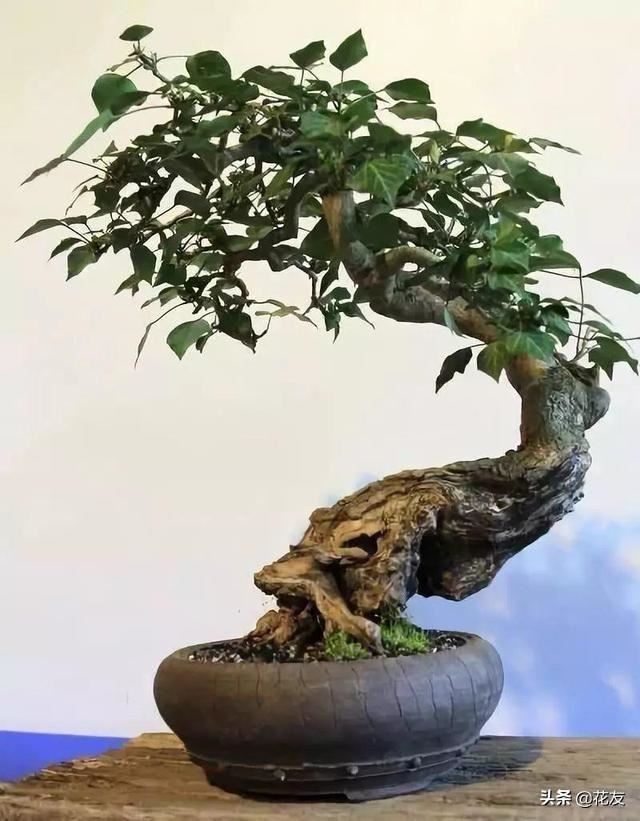 常青藤盆景老桩栽培管理，藤本愈老愈多张力