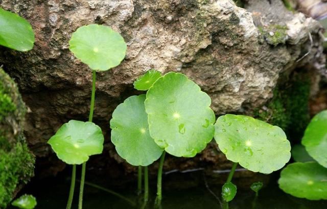 懂花的人不会错过的3个品种，花期长花量大，养在家里就是赚
