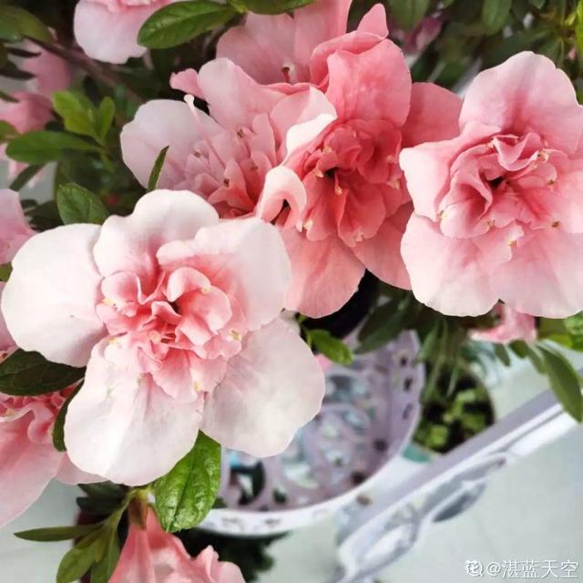 这花公认难养，买回家没开两天，叶子发黄全都往下掉