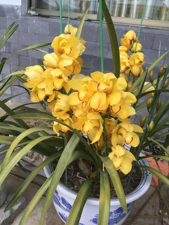 大花蕙兰不能放这养，越长颜色越多淡，还会掉花苞