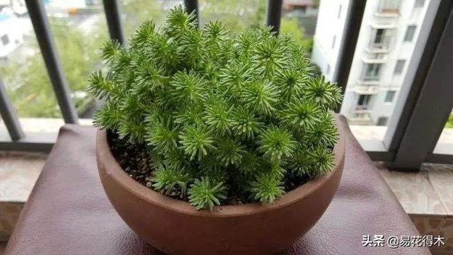 多肉球松是制作微型盆景的优质素材，如何制作养护？