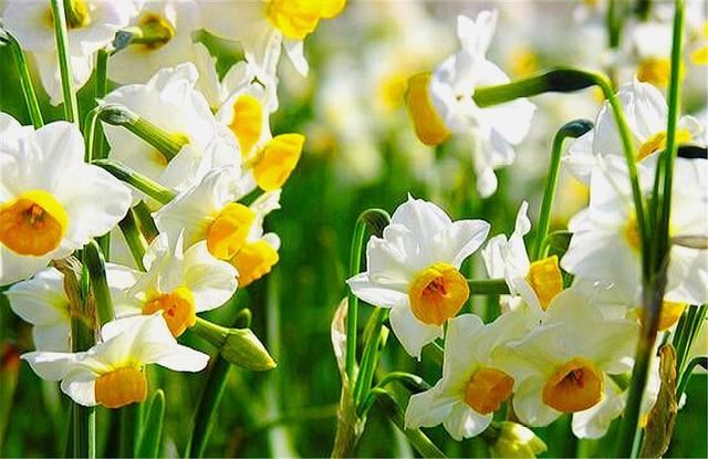 家庭养水仙花，讲究4个“勤”字，枝干粗壮开花多，过年开爆盆