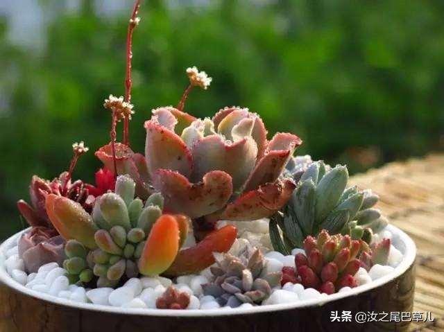 我把森林变小了，教你自由组合盆栽