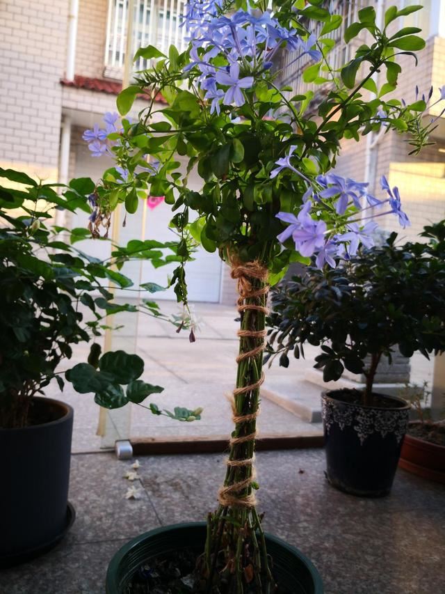 这花就得狠心剪，剪得越狠，开春才会开花多
