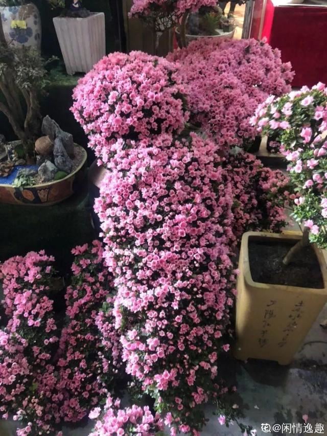 这花公认难养，买回家没开两天，叶子发黄全都往下掉