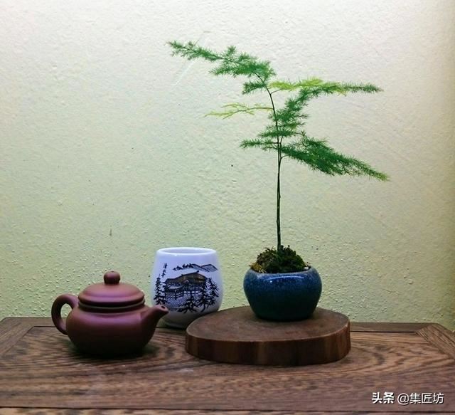 文竹盆景养护技巧：纤枝却见松竹骨，唯有文竹雅人心