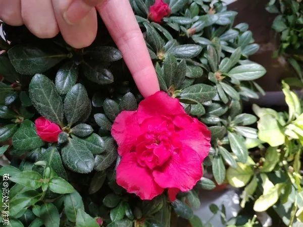 这花公认难养，买回家没开两天，叶子发黄全都往下掉