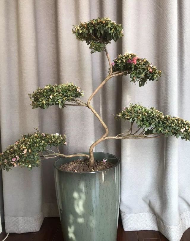这花公认难养，买回家没开两天，叶子发黄全都往下掉