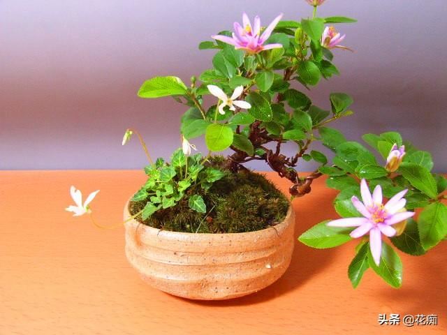 养不好睡莲，就养一盆睡莲木，好看好养，四季花开不断