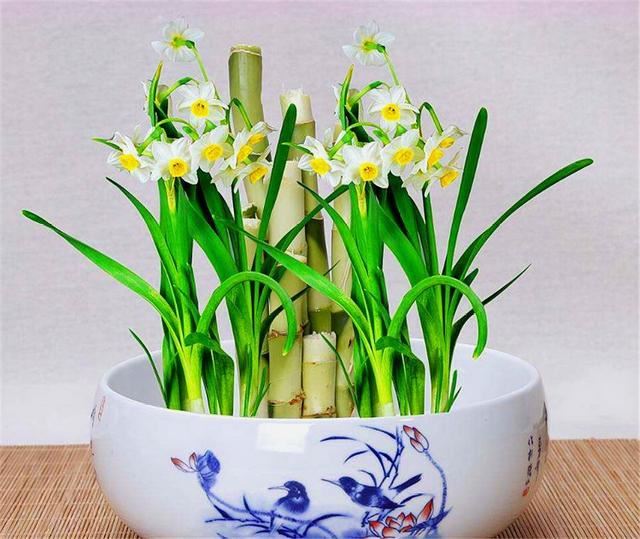 家庭养水仙花，讲究4个“勤”字，枝干粗壮开花多，过年开爆盆