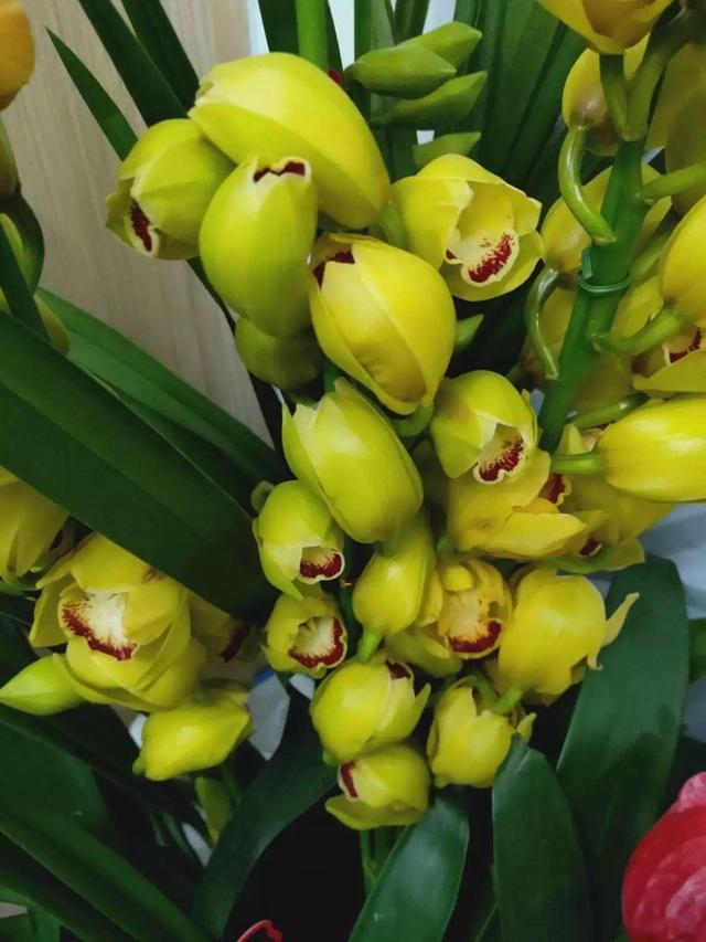大花蕙兰不能放这养，越长颜色越多淡，还会掉花苞