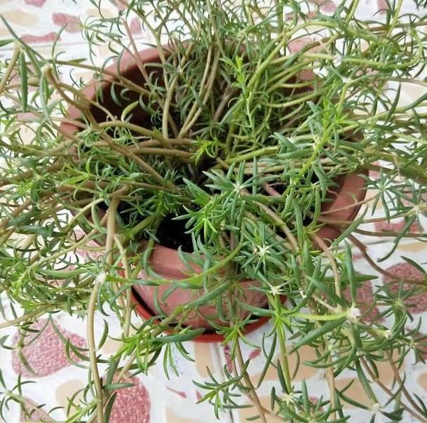 如何让午时花长爆盆、多开花？掌握2个知识点，砰砰开出满盆花