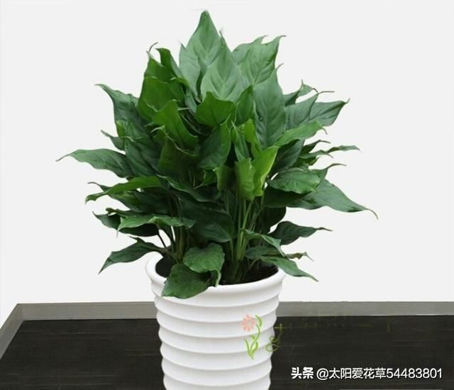 园土栽培花卉植物，用什么方法避免土壤板呢？