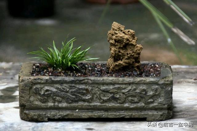 如何制作虎须菖蒲盆景（文人草）