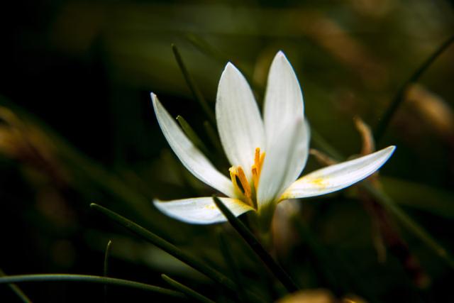 一盆美丽的栀子花盆栽原来是这样养出来的，你知道多少？