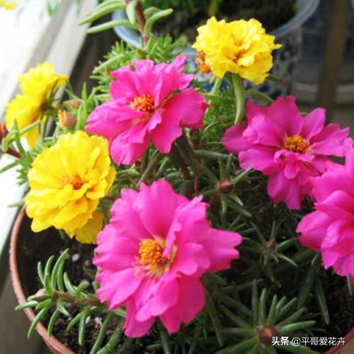 春天家里必备3种“吊篮花”，根系壮、枝叶茂，开花繁多，很不错