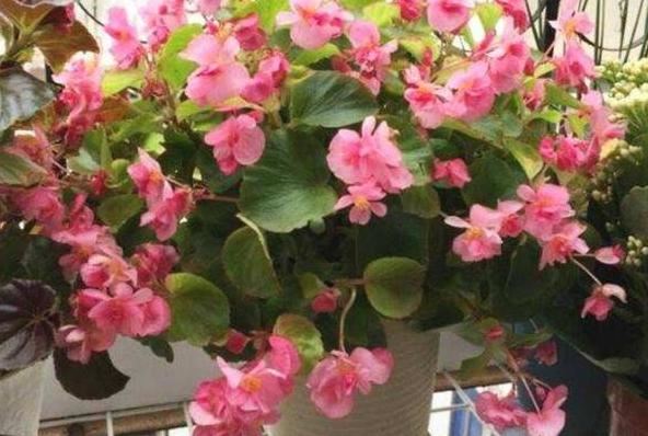 在家如何管理盆栽海棠？多注意5方面，植株长得旺、四季开花