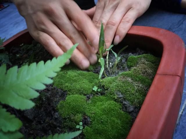 不用花钱就可以培植出各种形状的青苔盆景