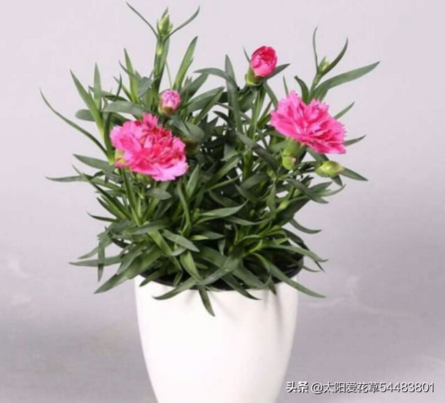 园土栽培花卉植物，用什么方法避免土壤板呢？