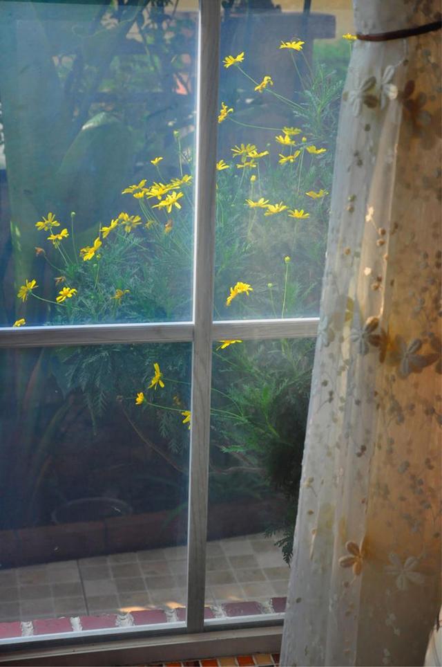不用花钱就可以培植出各种形状的青苔盆景