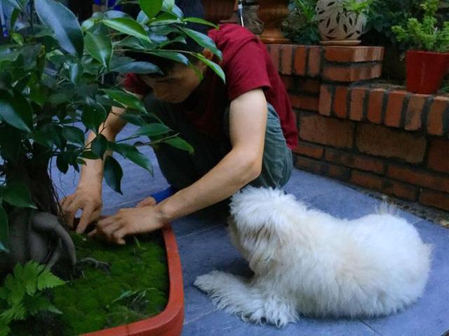 不用花钱就可以培植出各种形状的青苔盆景