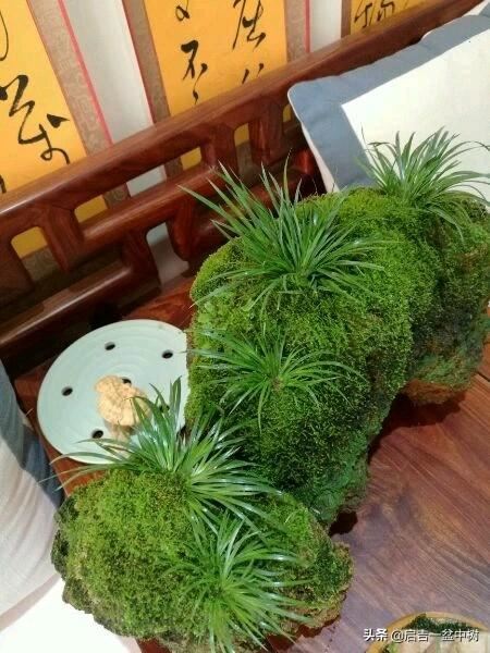 如何制作虎须菖蒲盆景（文人草）