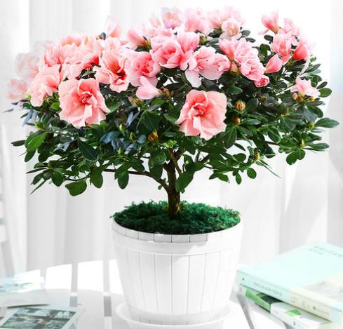 如何养护四季杜鹃？4个妙招让它花开茂盛，植株越长越旺