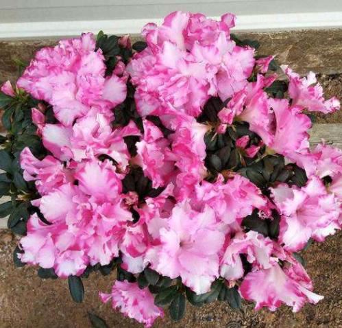 如何养护四季杜鹃？4个妙招让它花开茂盛，植株越长越旺