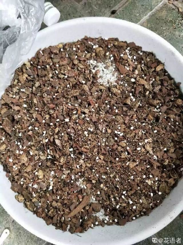 大花蕙兰不能放这养，越长颜色越多淡，还会掉花苞