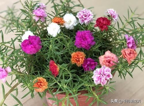 春天家里必备3种“吊篮花”，根系壮、枝叶茂，开花繁多，很不错