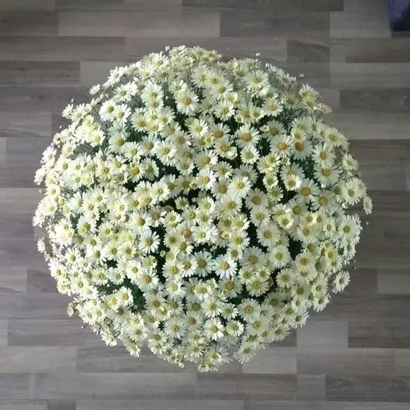 喜欢养花？记得选3个品种，剪一茬开一茬，枝头都是花苞