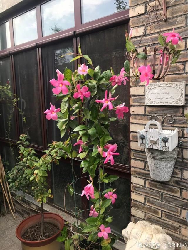 春天一到，铁线莲开始窜新芽，教你一招，阳台成花园