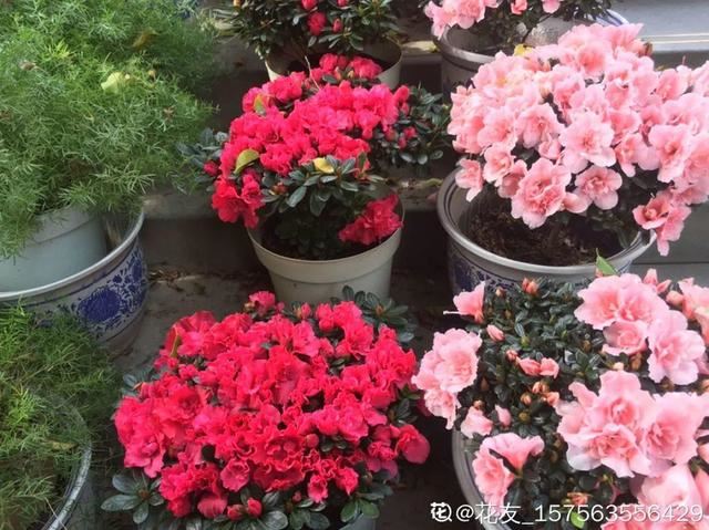 这花公认难养，买回家没开两天，叶子发黄全都往下掉