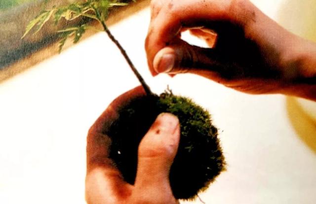 苔藓新玩法，无需花盆，制作完成后摆放在器皿上观赏
