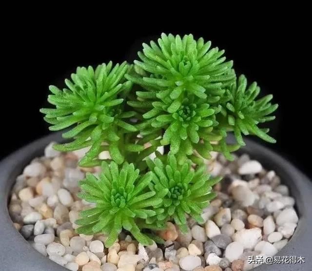 多肉球松是制作微型盆景的优质素材，如何制作养护？