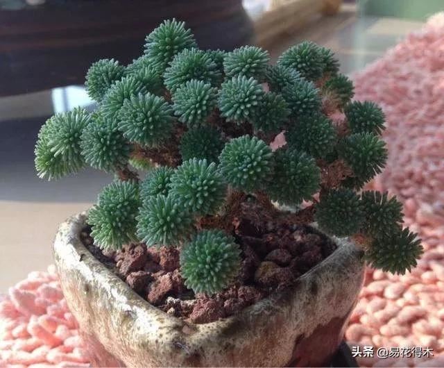 多肉球松是制作微型盆景的优质素材，如何制作养护？