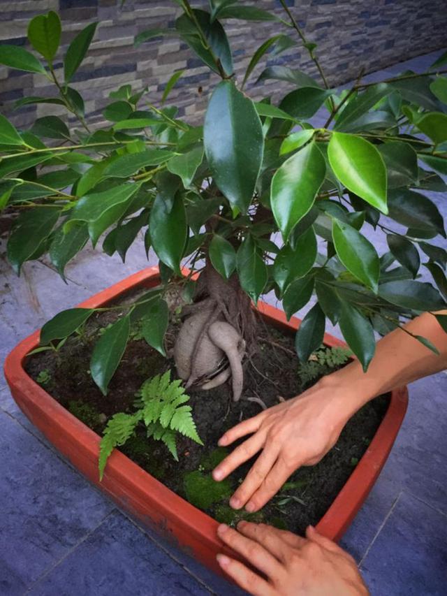 不用花钱就可以培植出各种形状的青苔盆景